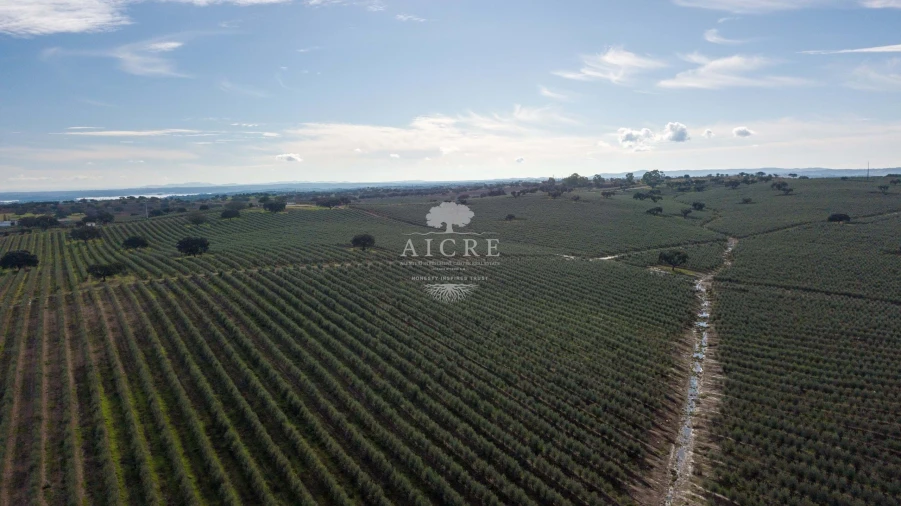 Quinta T12 para Venda em Malagueira e Horta das Figueiras Foto 7