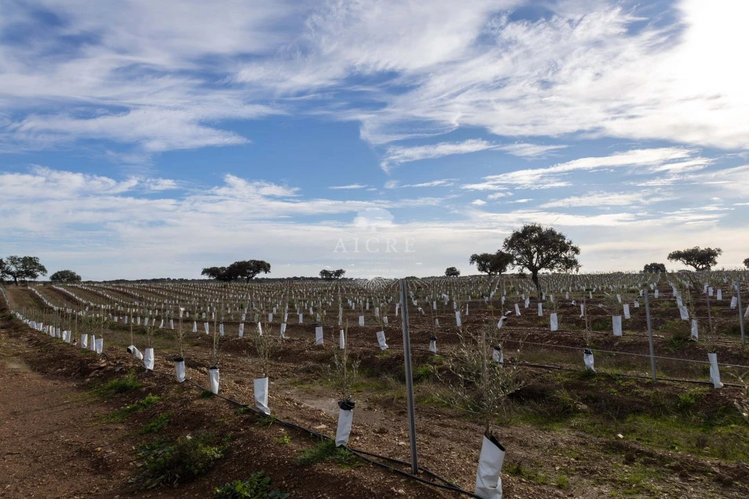 Quinta T12 para Venda em Malagueira e Horta das Figueiras Foto 36