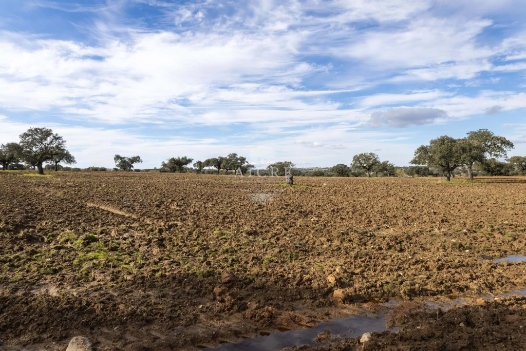 Quinta T12 para Venda em Malagueira e Horta das Figueiras Foto 33