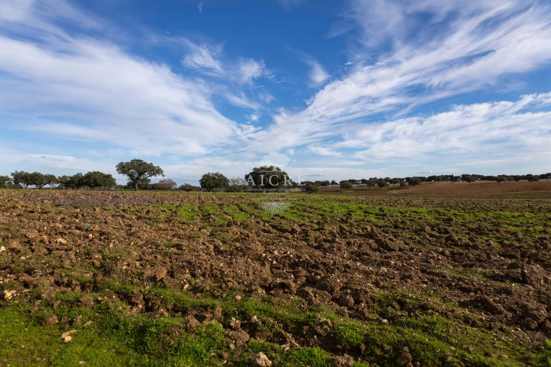 Quinta T12 para Venda em Malagueira e Horta das Figueiras Foto 39