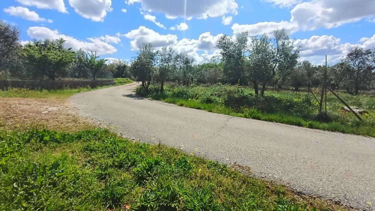 Terreno para Venda em Aljubarrota Foto 17
