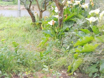 Moradia T3 para Venda em Quiaios