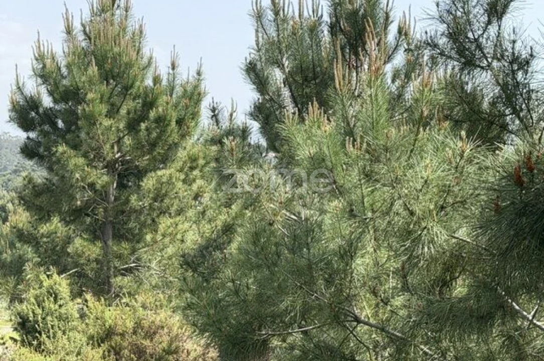 Terreno para Venda em Quinta do Conde Foto 7
