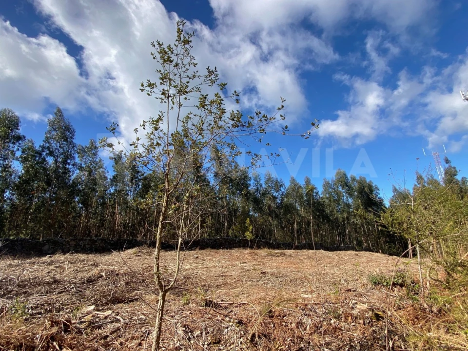Terreno para Venda em Moledo e Cristelo Foto 7