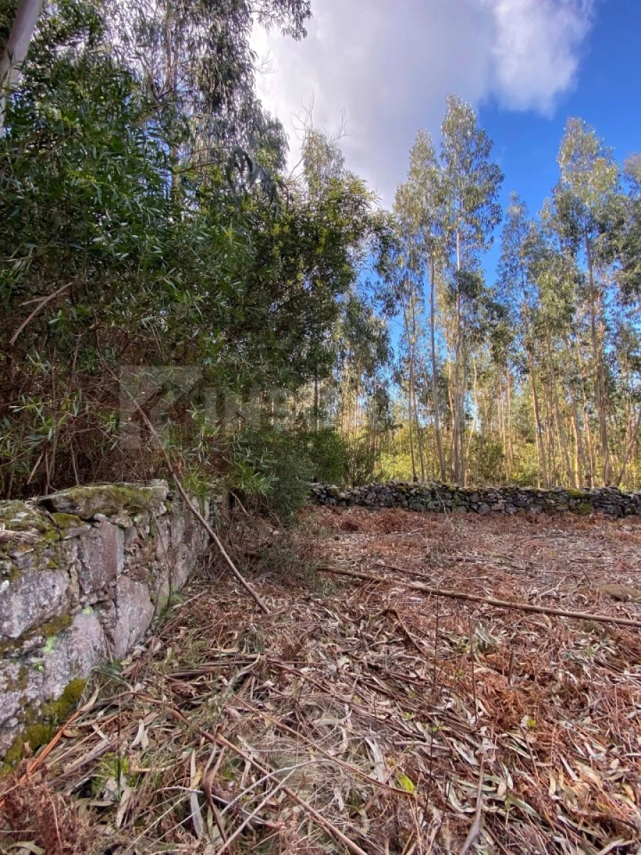 Terreno para Venda em Moledo e Cristelo Foto 6