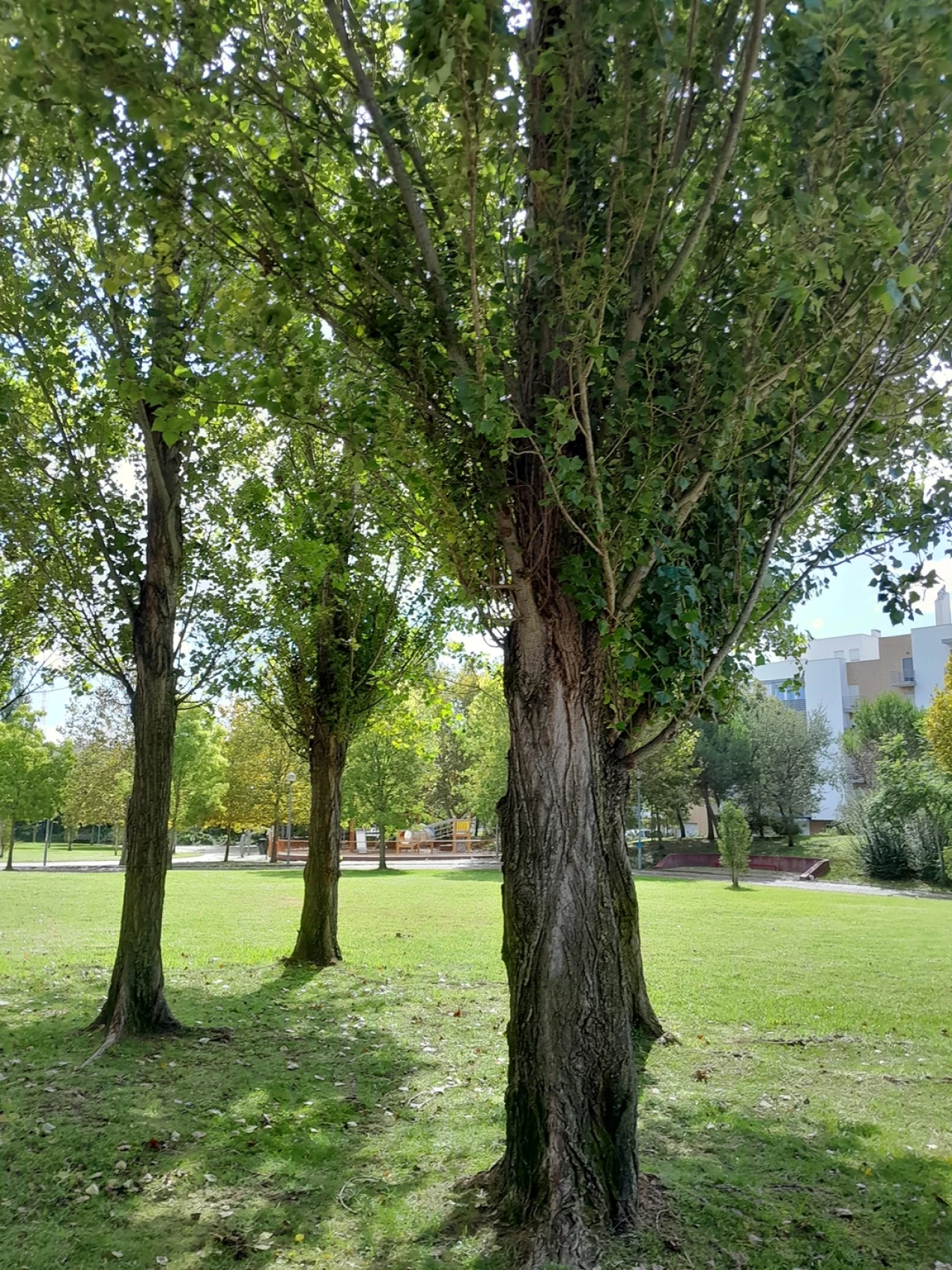 Loja para Venda em Vialonga Foto 11