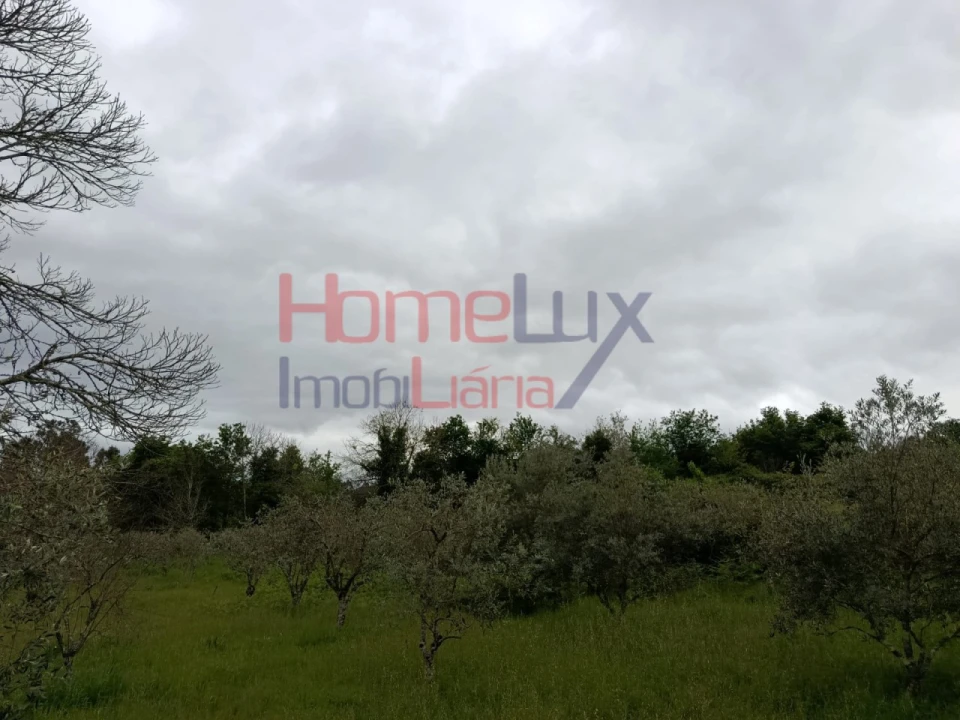 Quinta T6 para Venda em Vila Maior Foto 14