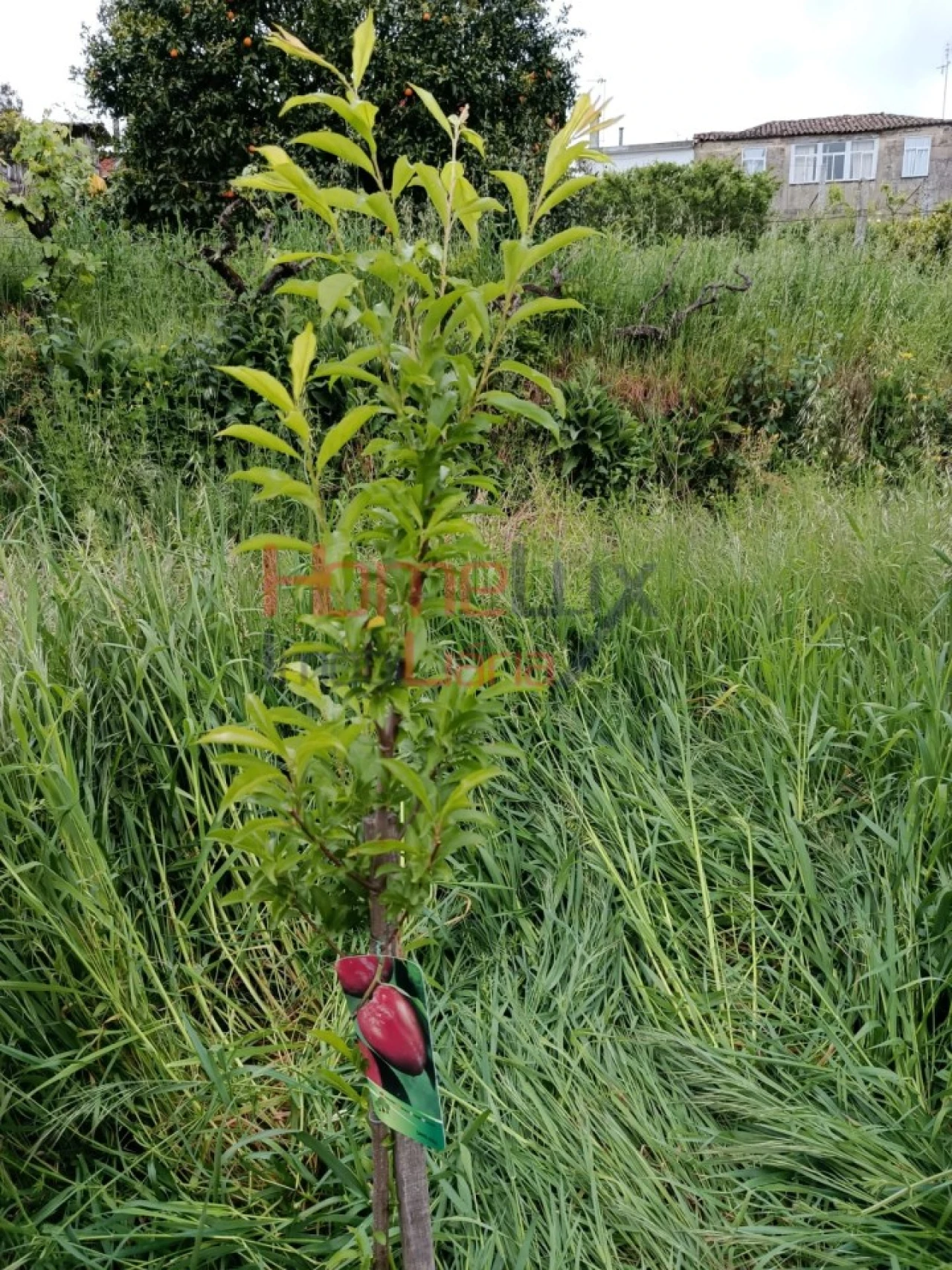 Quinta T6 para Venda em Vila Maior Foto 15