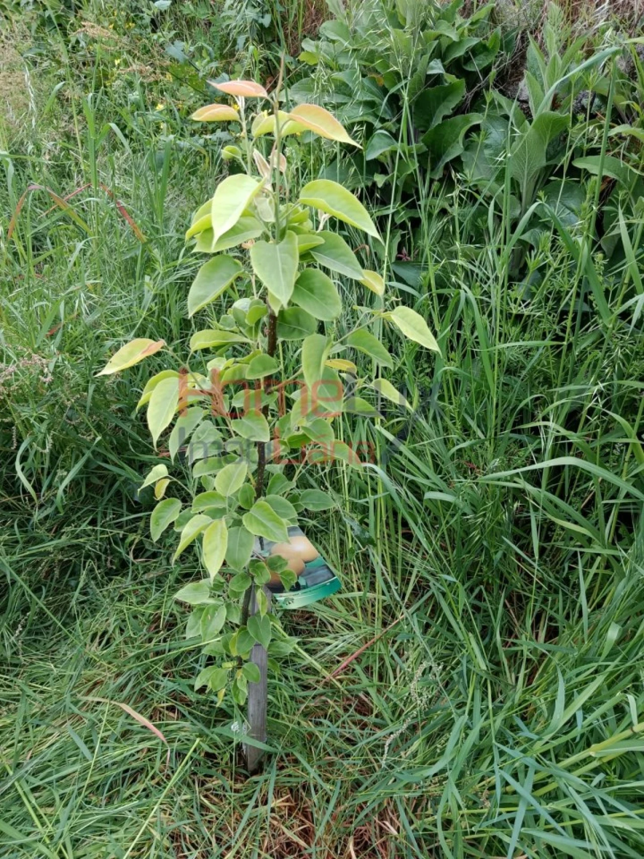 Quinta T6 para Venda em Vila Maior Foto 41