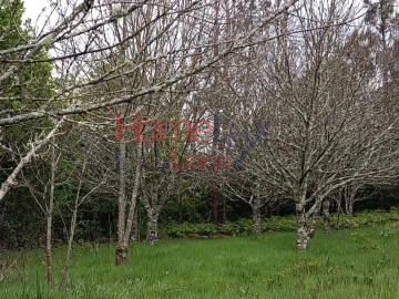 Quinta T6 para Venda em Vila Maior
