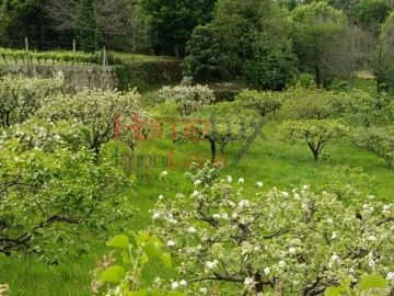 Quinta T6 para Venda em Vila Maior