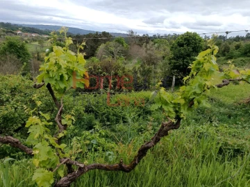 Quinta T6 para Venda em Vila Maior