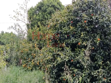 Quinta T6 para Venda em Vila Maior