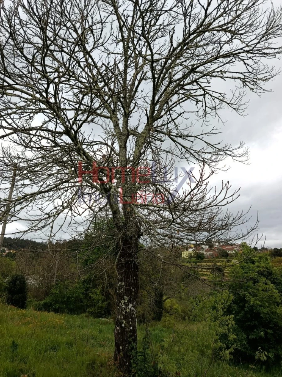 Quinta T6 para Venda em Vila Maior Foto 11