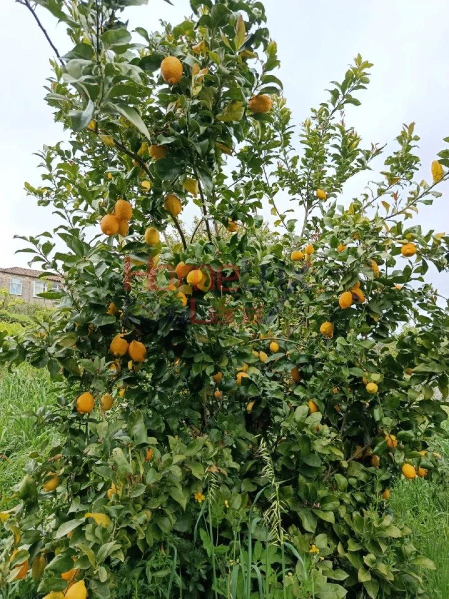 Quinta T6 para Venda em Vila Maior Foto 12