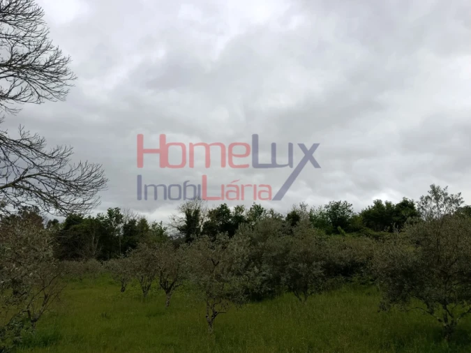 Quinta T6 para Venda em Vila Maior Foto 14