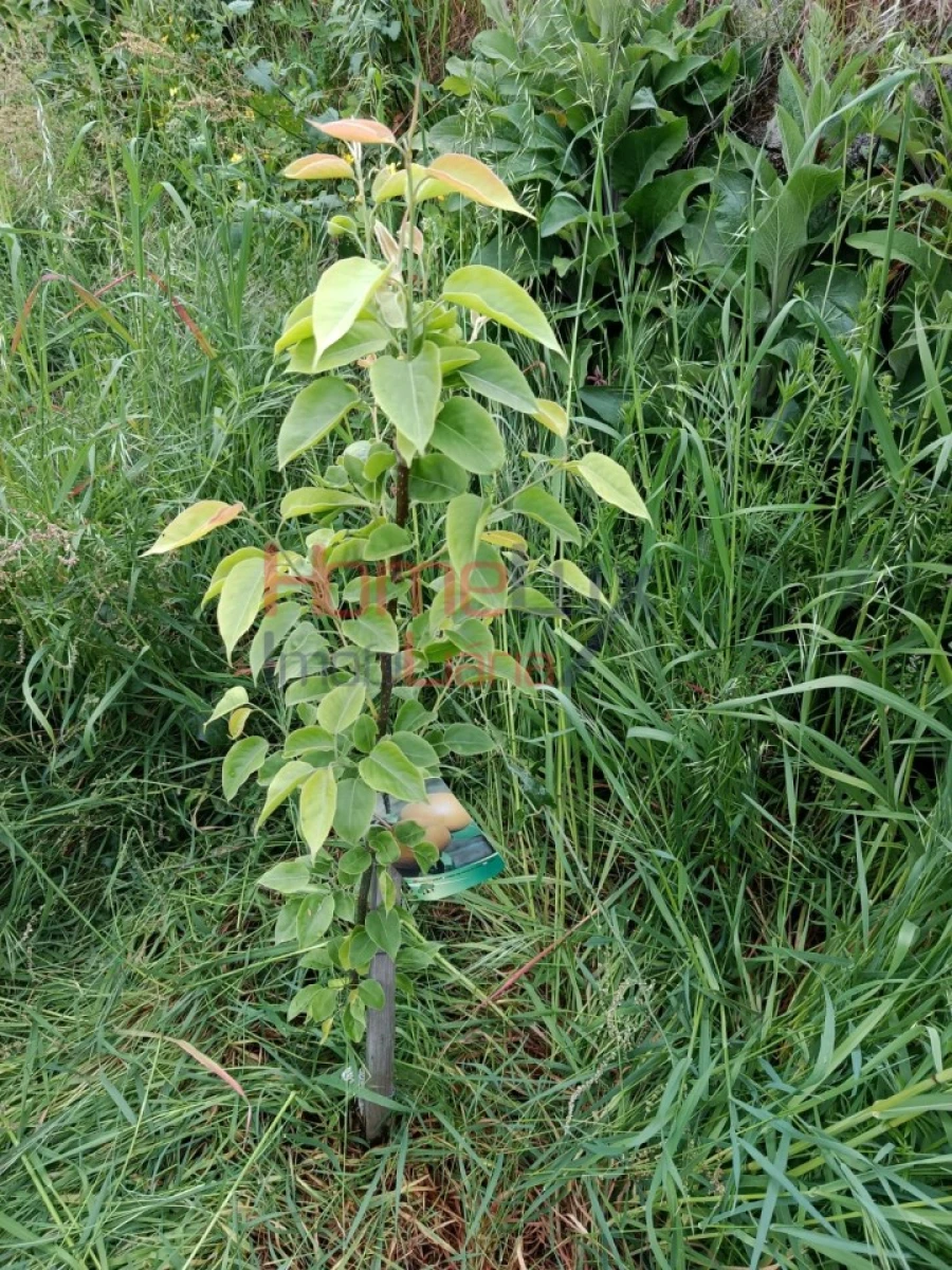 Quinta T6 para Venda em Vila Maior Foto 41
