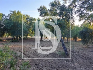 Terreno para Venda em Olaia e Paço