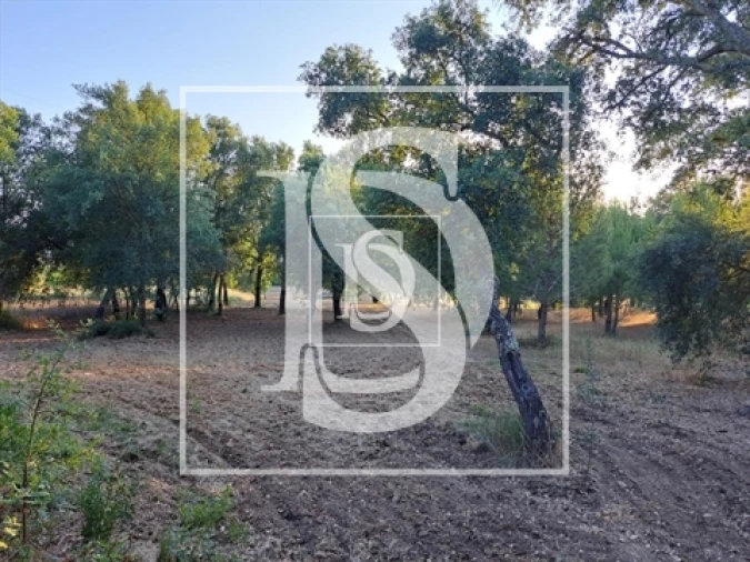 Terreno para Venda em Olaia e Paço Foto 5