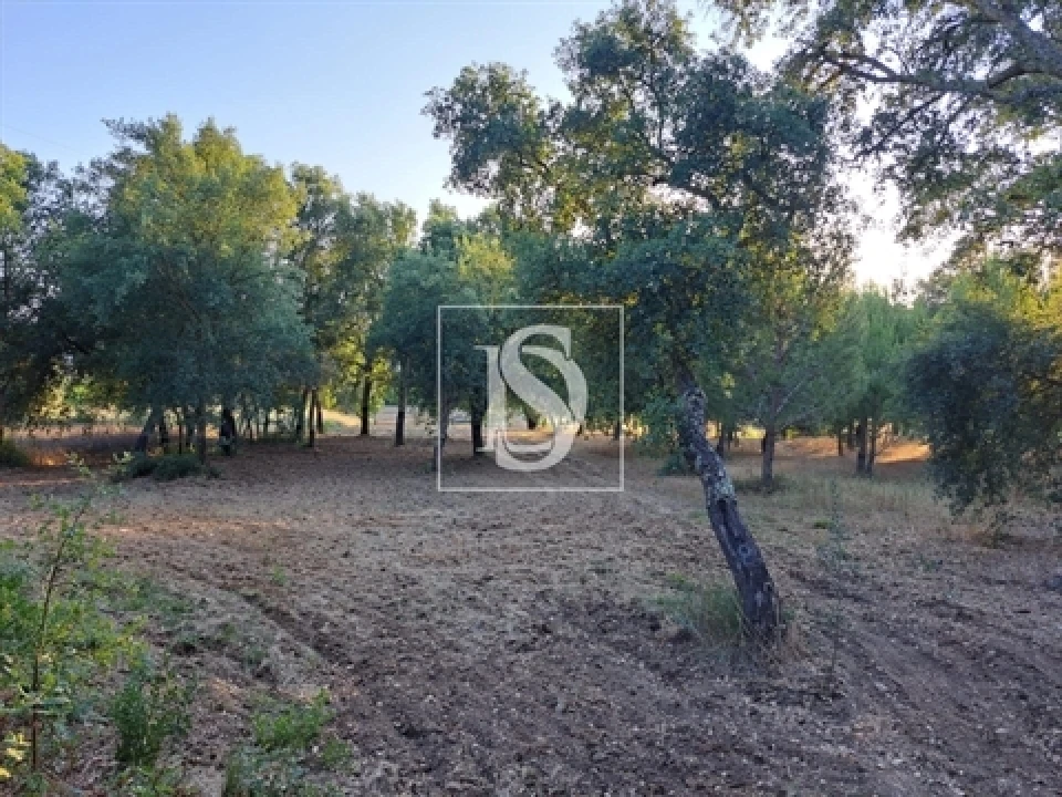 Terreno para Venda em Olaia e Paço Foto 5