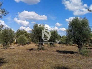 Terreno para Venda em Olaia e Paço