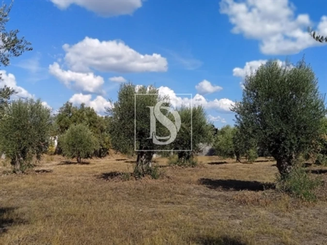 Terreno para Venda em Olaia e Paço Foto 5