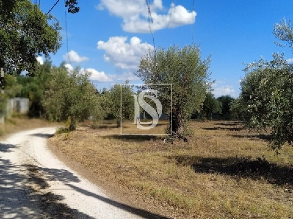 Terreno para Venda em Olaia e Paço Foto 6