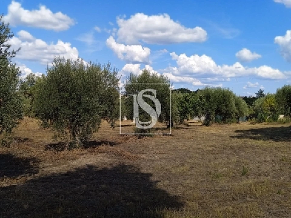 Terreno para Venda em Olaia e Paço Foto 4