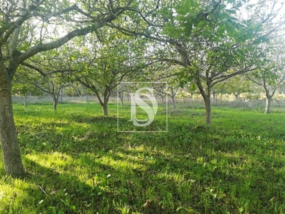 Terreno para Venda em São João Baptista e Santa Maria dos Olivais Foto 3
