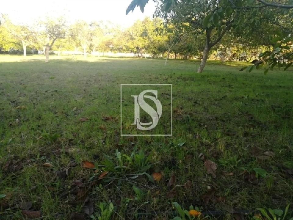 Terreno para Venda em São João Baptista e Santa Maria dos Olivais Foto 15