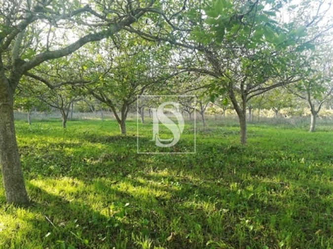 Terreno para Venda em São João Baptista e Santa Maria dos Olivais Foto 3