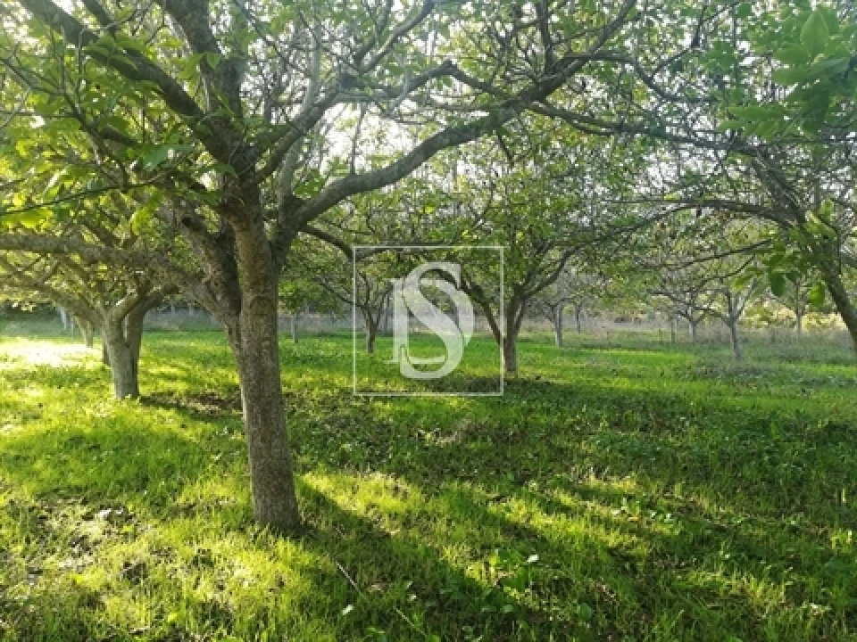 Terreno para Venda em São João Baptista e Santa Maria dos Olivais Foto 1