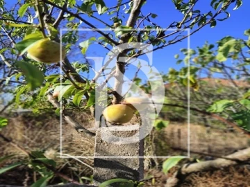 Armazém para Venda em Riachos