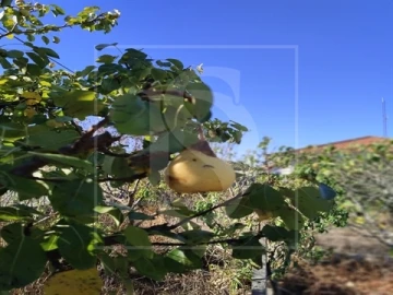 Armazém para Venda em Riachos