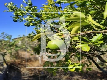 Armazém para Venda em Riachos