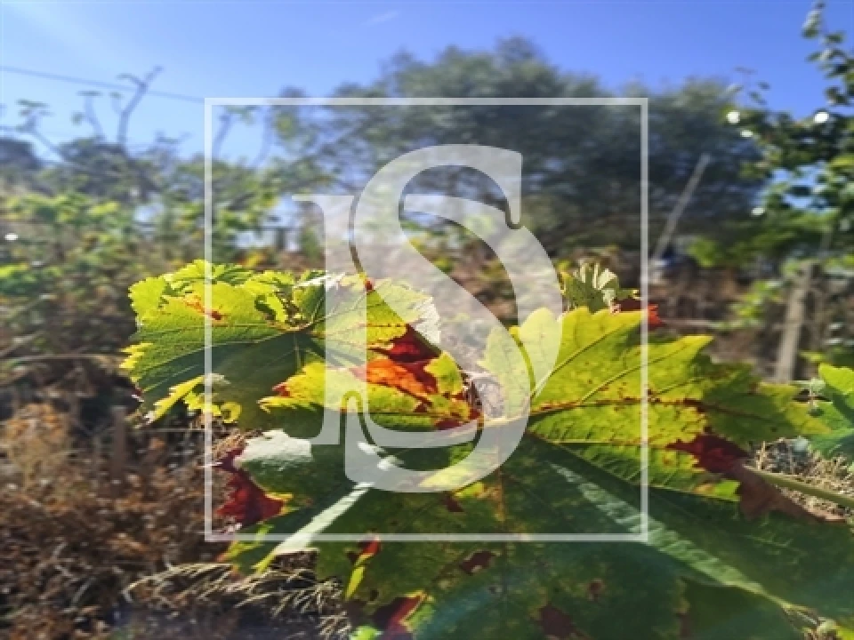 Armazém para Venda em Riachos Foto 2