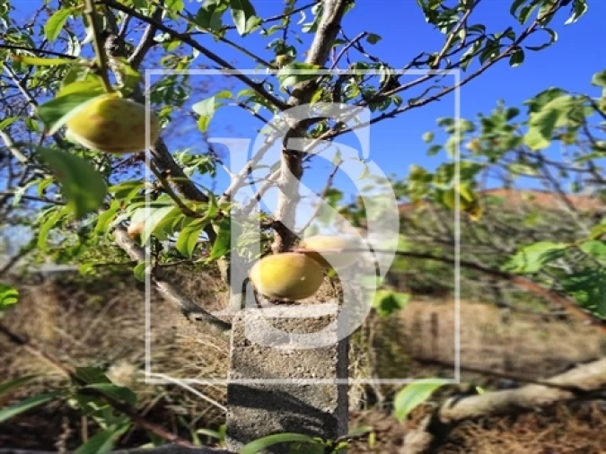 Armazém para Venda em Riachos Foto 3