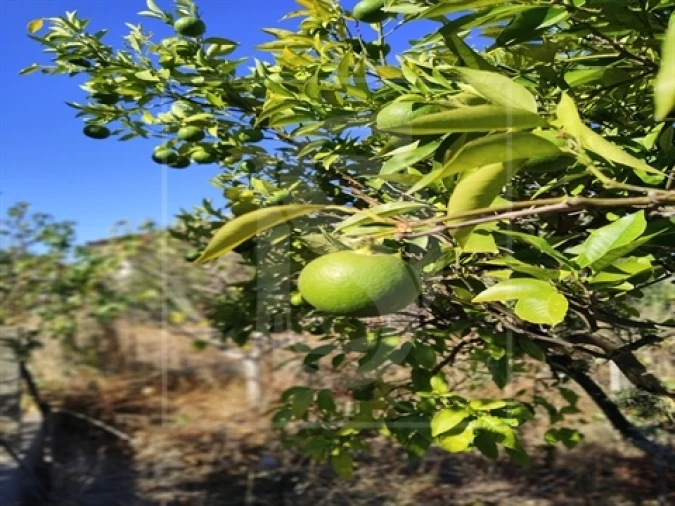 Armazém para Venda em Riachos Foto 4