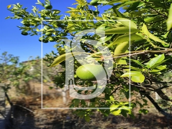 Armazém para Venda em Riachos Foto 4