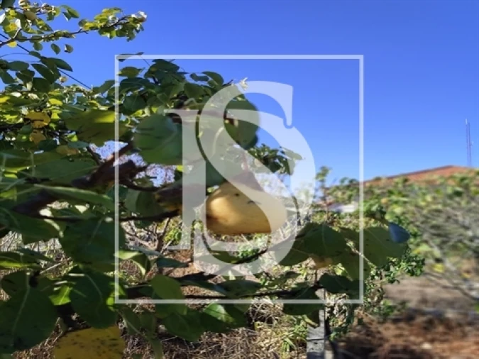 Armazém para Venda em Riachos Foto 5