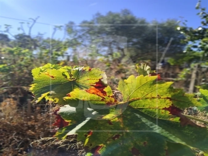 Armazém para Venda em Riachos Foto 2