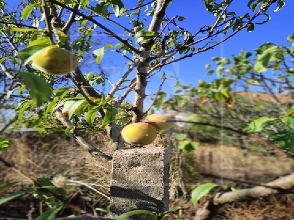 Armazém para Venda em Riachos Foto 3