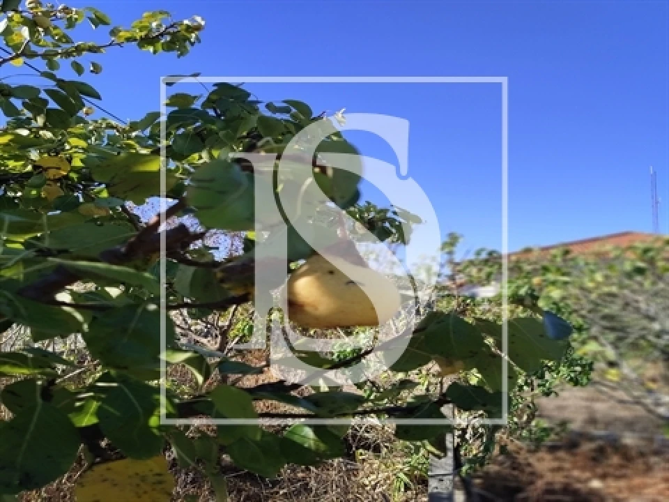 Armazém para Venda em Riachos Foto 5