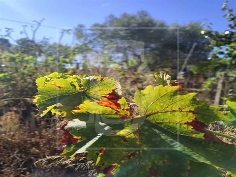 Armazém para Venda em Riachos Foto 2