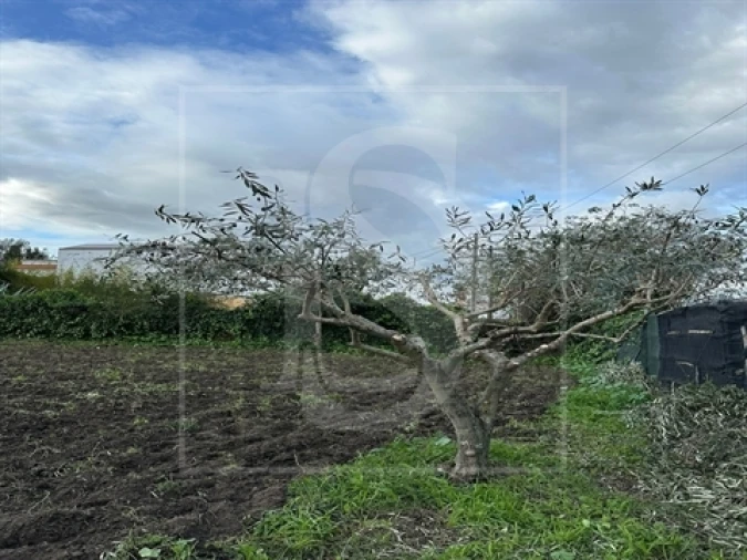 Terreno para Venda em Alvega e Concavada Foto 9