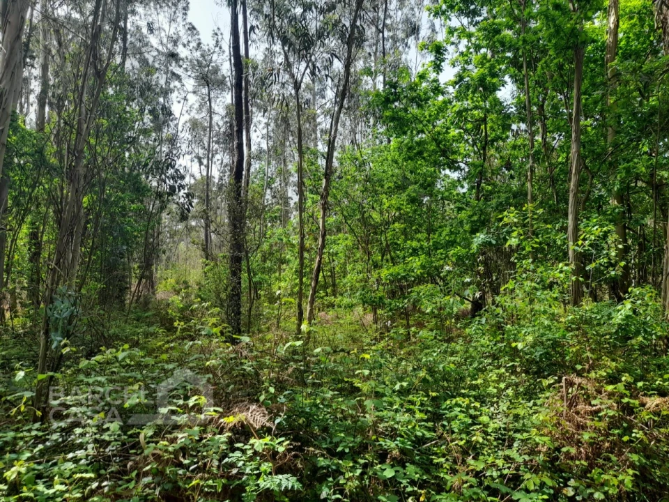 Terreno Comércio / Armazém para Venda em Vila Chã Foto 2