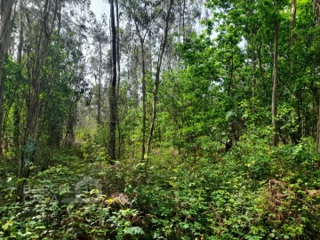 Terreno Comércio / Armazém para Venda em Vila Chã