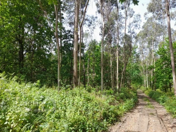 Terreno Comércio / Armazém para Venda em Vila Chã