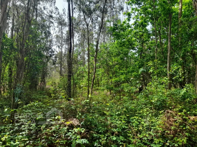 Terreno Comércio / Armazém para Venda em Vila Chã Foto 2