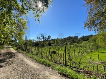 Terreno para Venda em Cabeçudo